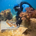 Diver fasten the screws that hold the Cystoseira discs on the concrete tile