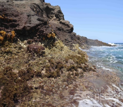 Cystoseira intertidal reef