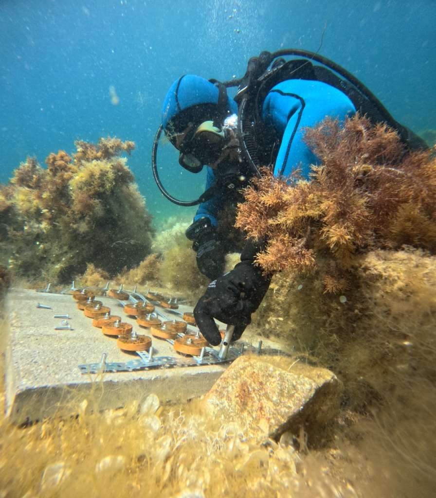 A diver carries out the restoration by fixing the clay disks on the reef