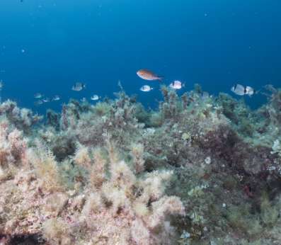 Cystoseira reef with fronds moving to the waves