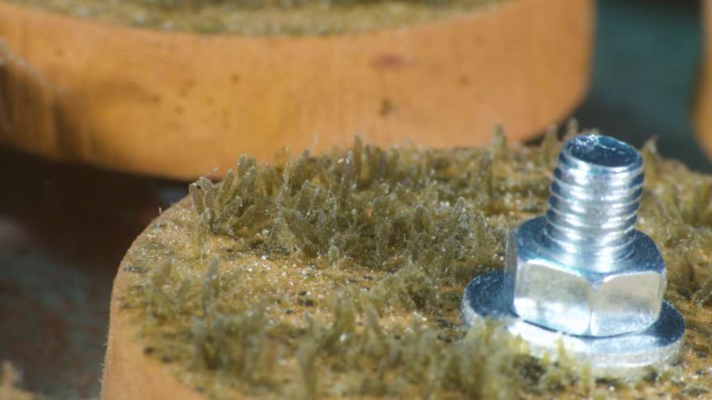 Cystoseira growing on a clay disk