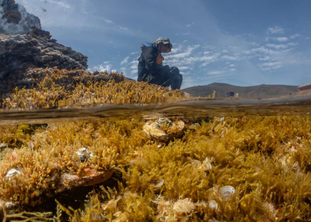 In the foreground we see underwater disks with thriving Ericaria amentacea, while in the background we see a researcher continuing the monitoring activity