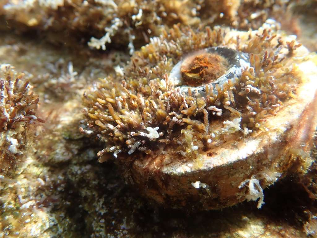 Abundant Cystoseira growing on top of one of our clay disks