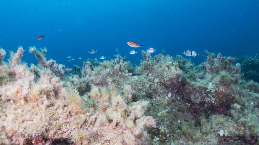 An underwater view of a Cystoseira s.l. forest, with small fishes swimming above its fronds