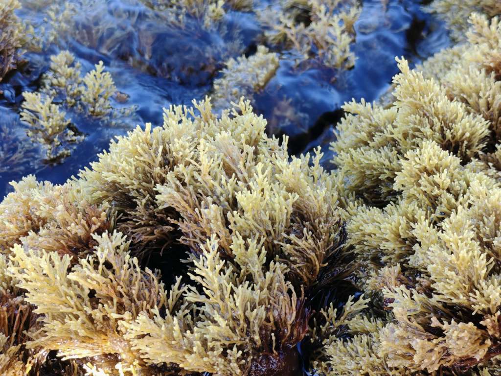 A close up of thriving subtidal Cystoseira s.l., we can see numerous fronds of roughly 10cm in lenght sprouting out of the water