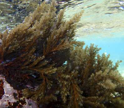 Fronds of Ericaria amentacea, one of the macroalgae that we restore, moving underwater