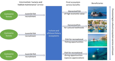 An infographic showing how Cystoseira s.l. is linked to cultural and economic ecosystem services