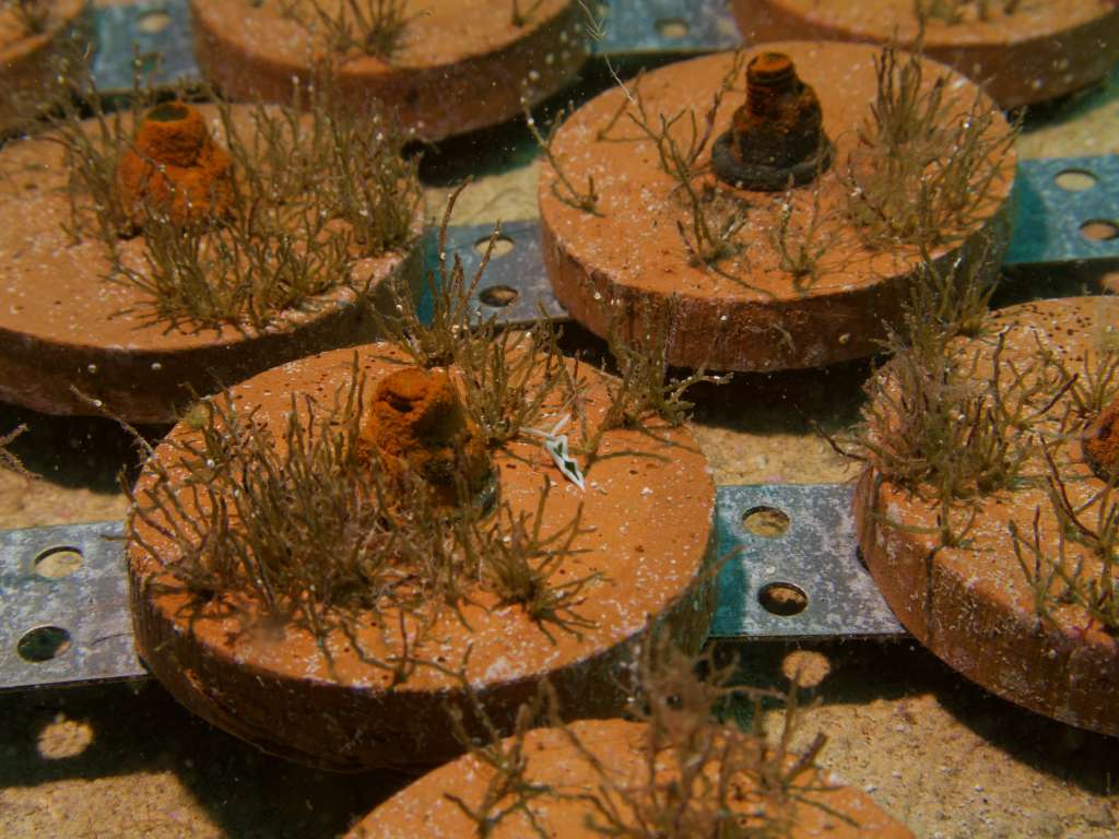 We can see four clay disks of our restoration activities with sprouts of young Cystoseira s.l. A small white nudibranch perched on top of the central disk.