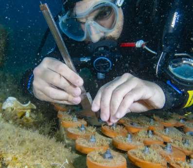 A close up of a diver carefully measuring with a caliber the growth of our young Cystoseira on the clay disks