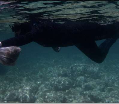 A diver wearing a wetsuit is swimming horizontally just below the water surface. The diver is holding a small bag filled with small Cystoseira apices