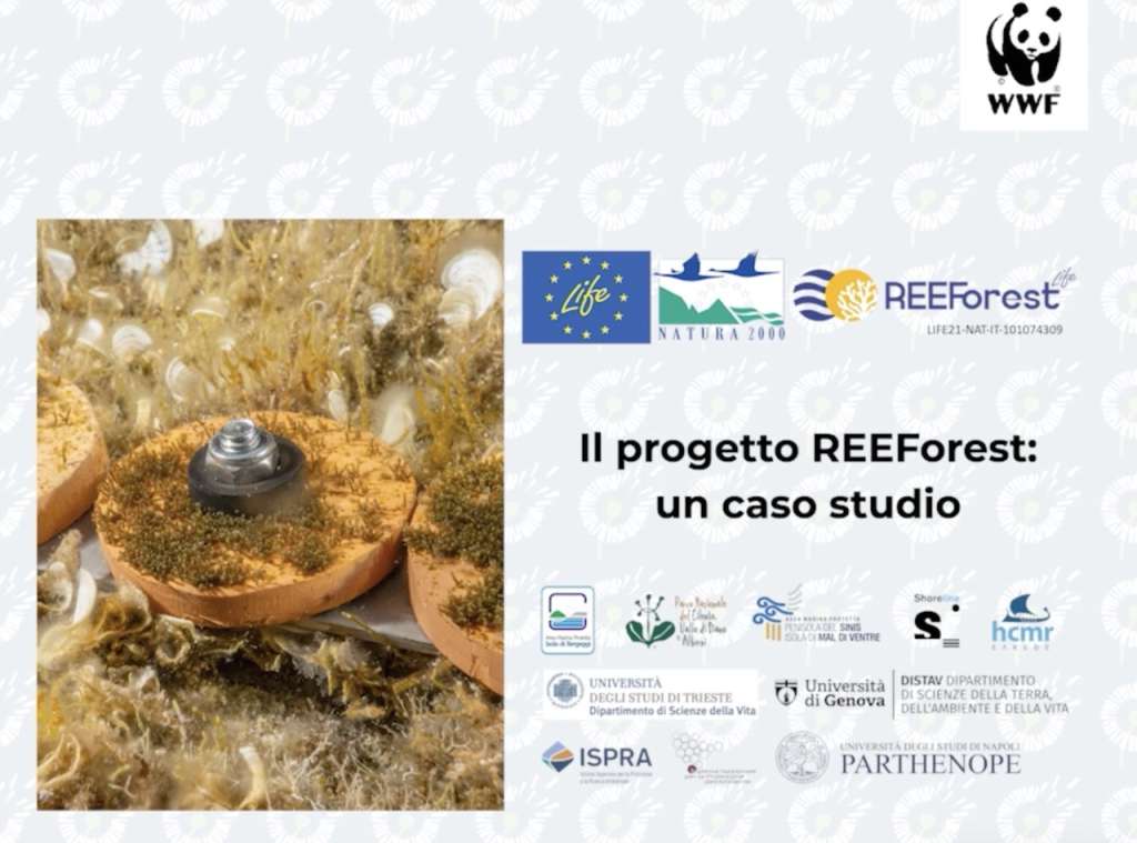 This image shows a project presentation slide for the REEForest video on the One Health platform. On the left side is an underwater photograph featuring a circular clay disk placed on the seafloor and covered with Cystoseira germlings. On the right side is a presentation layout with the title "Il progetto REEForest: un caso studio" (The REEForest project: a case study) in Italian. The slide includes logos for WWF (top right), EU LIFE programme, Natura 2000 program, and for every partner of our project. The overall layout presents this as an academic or scientific project documentation.