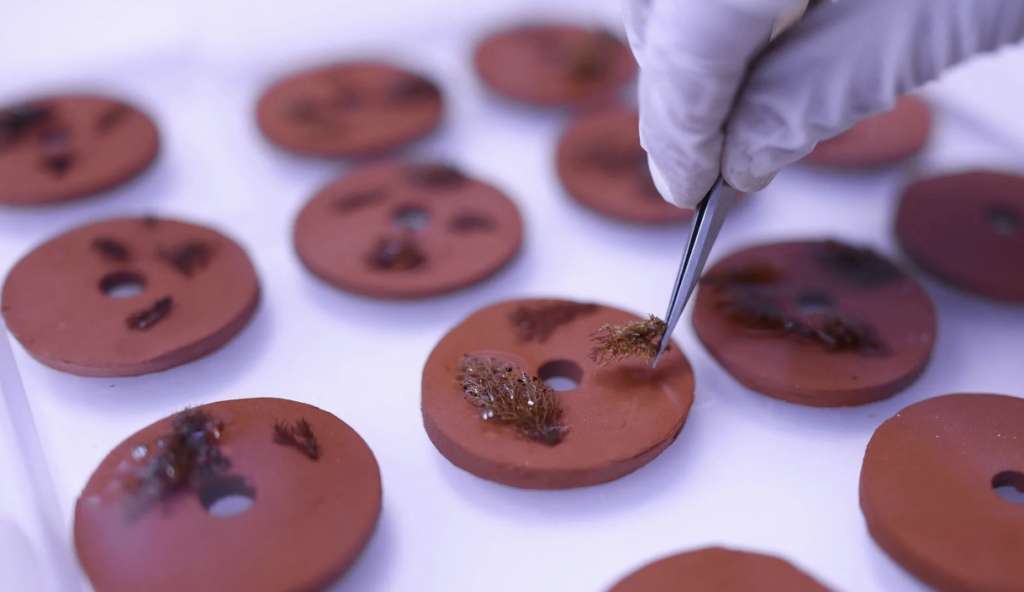A close up of a researcher's hand wearing white latex gloves while using tweezers to carefully place small brown algae specimens onto circular reddish-brown clay disks arranged on a white laboratory surface. Multiple clay disks are visible, each with a central hole and containing various pieces of Cystoseira algae at the beginning of the cultivation process.