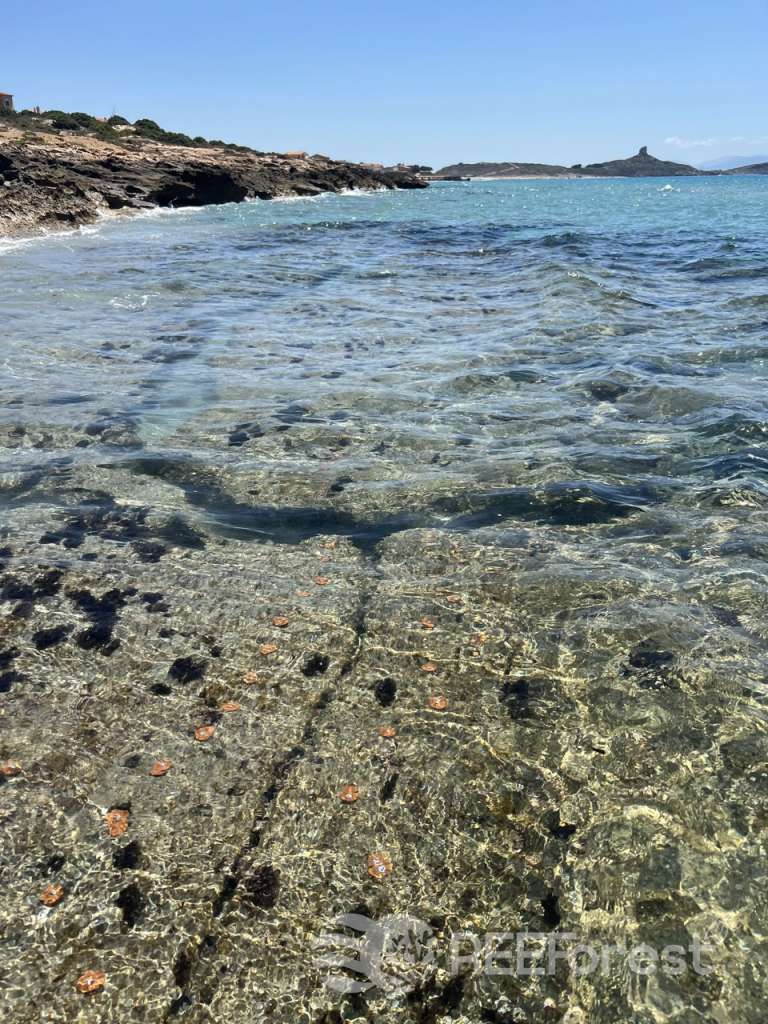 Crystal clear shallow water reveals the completed installation site where numerous orange clay disks are now secured across the rocky seafloor. The disks create a distinctive pattern against the natural reef substrate, which shows various textures of rock, and marine growth. Waves lap at the shoreline while the Mediterranean coastline stretches into the distance under a bright blue sky. The water's transparency allows a perfect view of the outplanting work, with the clay disks appearing as bright circular markers distributed throughout the underwater landscape.