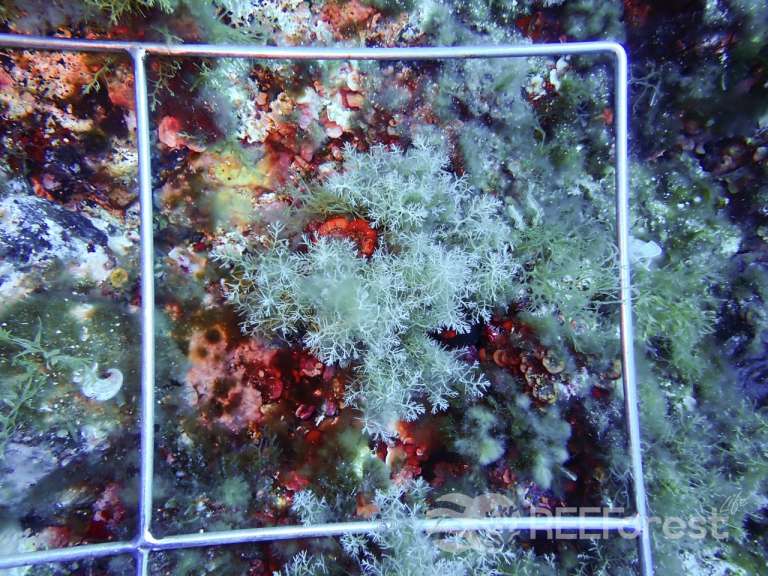 An underwater photograph showing a vibrant marine ecosystem within a white sampling square frame. The main character of this image is the Cystoseira specimen at the centre of the square frame. The substrate is rich with colorful marine growth including red, orange, and purple encrusting organisms.