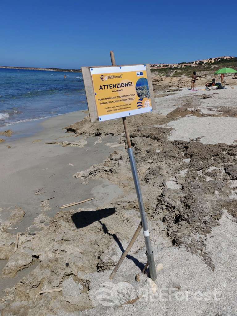 A yellow warning sign stands on the rocky reef of the Sala da Ballo site, alerting visitors to our ongoing restoration activities. The sign displays "ATTENZIONE!" with multilingual text and marine imagery, mounted on a simple metal pole. This sing is meant to alert visitors of the algal restoration and prevent them from stepping on our disks. Behind the sign, beachgoers can be seen enjoying the clear blue waters and white sand beach under a brilliant Mediterranean sky. The coastline curves gently in the background, dotted with vegetation and distant buildings, creating a scenic backdrop for this research site marker.