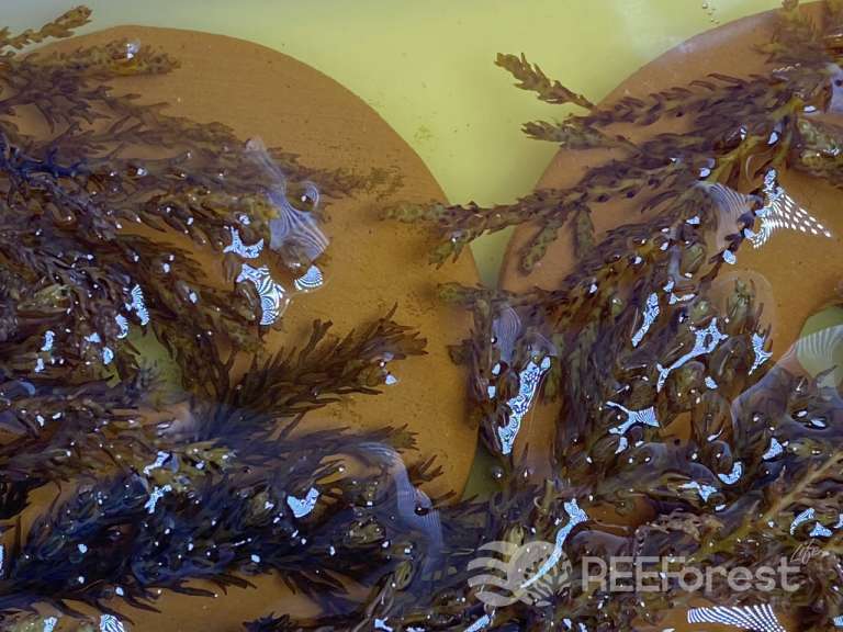A controlled laboratory environment displays the cultivation of Ericaria amentacea algae in golden-tinted water. Dense clusters of brown algal fronds rest on circular clay disks, with their fertile reproductive tips clearly visible.
