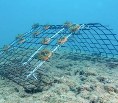 An underwater structure that hosts our disks for restoration