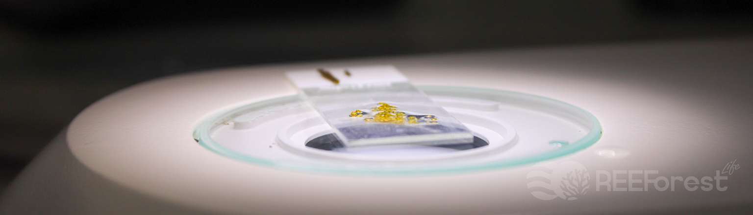 Side-angle close-up of a glass microscope slide resting on the illuminated stage of a stereo microscope. A small cluster of bright golden-yellow Cystoseira s.l. receptacle slices sits on the slide, sharply lit from below and set against a dark blurred background. A separate algal fragment is visible beside the slide.