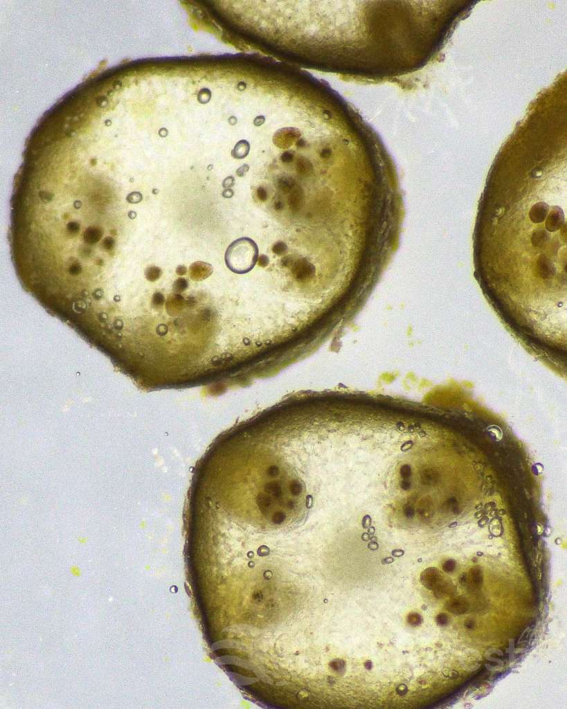 Microscope image showing three cross-sections of Cystoseira s.l. apices under high magnification. Two fully visible sections dominate the frame, each appearing as a rounded disc with a dark outer cortex layer surrounding a pale, translucent inner inside. Within each section, several distinct clusters of dark brown rounded structures are visible — reproductive bodies distributed across the internal tissue, indicating the fertility status of the algal apex. A third, partially cropped section is visible at the right edge. The background is a pale grey, typical of brightfield microscopy.