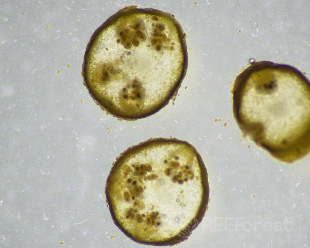 Microscope image showing three cross-sections of Cystoseira s.l. apices under high magnification. Two fully visible sections dominate the frame, each appearing as a rounded disc with a dark outer cortex layer surrounding a pale, translucent inner inside. Within each section, several distinct clusters of dark brown rounded structures are visible — reproductive bodies distributed across the internal tissue, indicating the fertility status of the algal apex. A third, partially cropped section is visible at the right edge. The background is a pale grey, typical of brightfield microscopy.