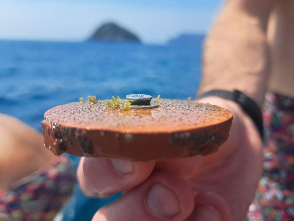 Close-up of a hand holding a circular terracotta-coloured ceramic disc against a backdrop of deep blue Mediterranean sea and the Bergeggi Island in the distance. Several tiny yellow-green Cystoseira s.l. seedlings are visibly sprouting on the surface of the disc — the first signs of algal growth on the restoration unit cultivated in the laboratory. The disc surface is textured and partially colonised by other encrusting organisms, indicating it has already been deployed in a marine environment.