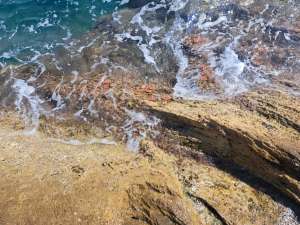 Aerial photograph looking straight down onto a rocky intertidal coastline where waves wash over layered golden and brown rock. Scattered across the wave-swept rock surface, a series of small circular terracotta-coloured ceramic discs — algal restoration units — are clearly visible, arranged in a loose cluster at the waterline. The sea foams around them, illustrating their placement in the natural habitat where the Cystoseira s.l. seedlings they carry will be given the opportunity to establish and grow.