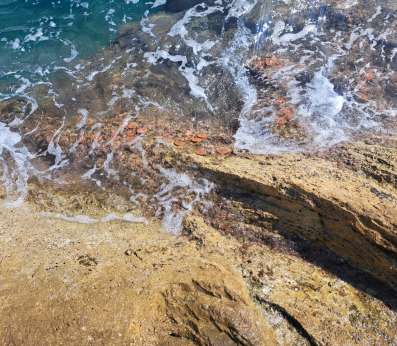 Aerial photograph looking straight down onto a rocky intertidal coastline where waves wash over layered golden and brown rock. Scattered across the wave-swept rock surface, a series of small circular terracotta-coloured ceramic discs — algal restoration units — are clearly visible, arranged in a loose cluster at the waterline. The sea foams around them, illustrating their placement in the natural habitat where the Cystoseira s.l. seedlings they carry will be given the opportunity to establish and grow.