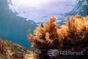 A healthy Cystoseira forest is thriving on the right forefront of the picture. We can see the fronds of the algae moving to the underwater currents.