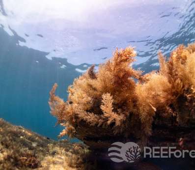 A healthy Cystoseira forest is thriving on the right forefront of the picture. We can see the fronds of the algae moving to the underwater currents.
