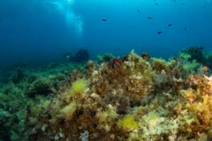 Wide-angle underwater photograph capturing a rich Mediterranean rocky reef seascape. The foreground is dominated by a dense, textured carpet of algae in varying shades of golden-brown, amber, olive-green and bright yellow, forming a complex three-dimensional habitat. The algal community covers the rocky substrate in abundant, bushy growth, conveying the ecological richness and structural complexity of this habitat. In the middle distance, a scuba diver in a black wetsuit with yellow fins hovers above the reef, their air bubbles rising toward the surface and catching the light filtering down from above. A school of small dark fish is scattered in the blue water column in the upper portion of the frame. The deep blue of the open water in the background and the shafts of light descending from the surface give the image a sense of depth and luminosity, illustrating the vibrant underwater environment that the REEForest Life project aims to restore and protect.