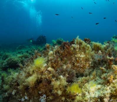 Wide-angle underwater photograph capturing a rich Mediterranean rocky reef seascape. The foreground is dominated by a dense, textured carpet of algae in varying shades of golden-brown, amber, olive-green and bright yellow, forming a complex three-dimensional habitat. The algal community covers the rocky substrate in abundant, bushy growth, conveying the ecological richness and structural complexity of this habitat. In the middle distance, a scuba diver in a black wetsuit with yellow fins hovers above the reef, their air bubbles rising toward the surface and catching the light filtering down from above. A school of small dark fish is scattered in the blue water column in the upper portion of the frame. The deep blue of the open water in the background and the shafts of light descending from the surface give the image a sense of depth and luminosity, illustrating the vibrant underwater environment that the REEForest Life project aims to restore and protect.