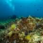Una rete per la salvaguardia del mare